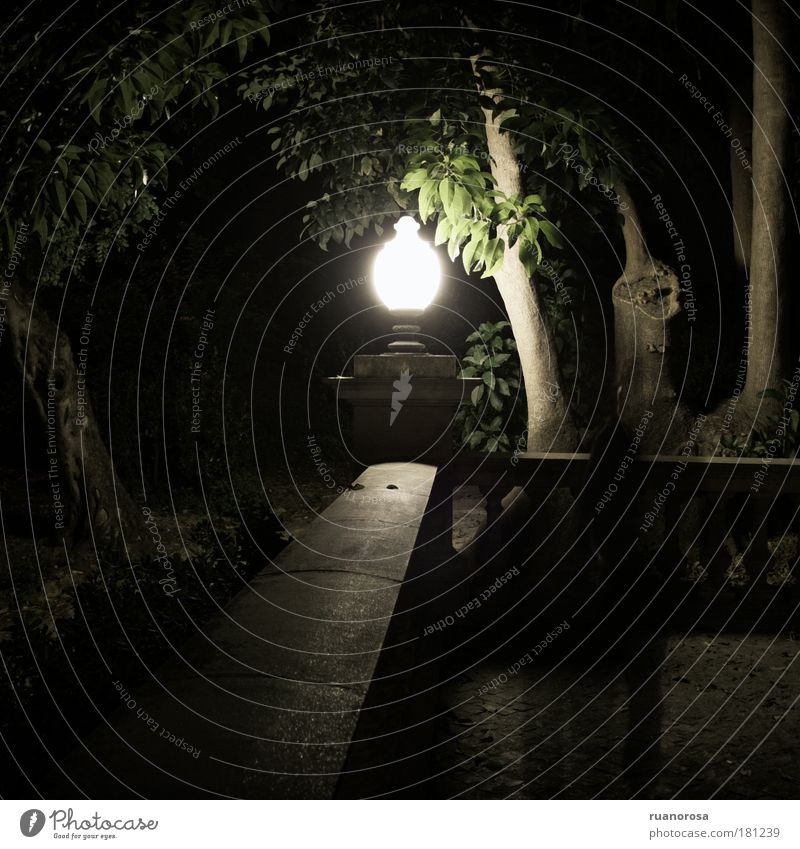 Farbfoto Außenaufnahme Nacht Kunstlicht Licht Schatten Kontrast Silhouette Landschaft Pflanze Baum Garten Park Altstadt Angst geheimnisvoll Sommernacht Lampe