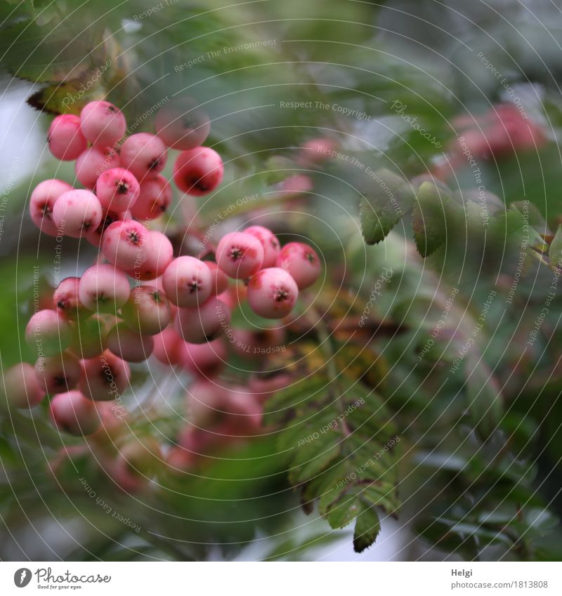 rosa Strauch-Eberesche Umwelt Natur Pflanze Herbst Sträucher Blatt Frucht Beerenfruchtstand Vogelbeeren Garten Wachstum außergewöhnlich einzigartig klein