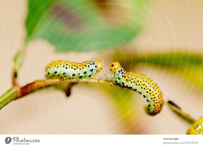 Raupe Kreuzung Sommer Natur Tier Schmetterling gelb Zufriedenheit Wanze Lebewesen Insekt Larve Metamorphose Farbfoto Makroaufnahme Menschenleer Tag Licht