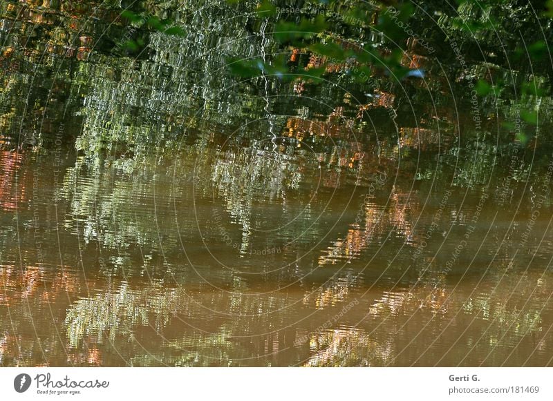 WildWasser Wasserspiegelung Reflexion & Spiegelung Wasseroberfläche Herbst Baum Blatt Verzerrung verzogen herbstlich bizarr Mosaik abstrakt