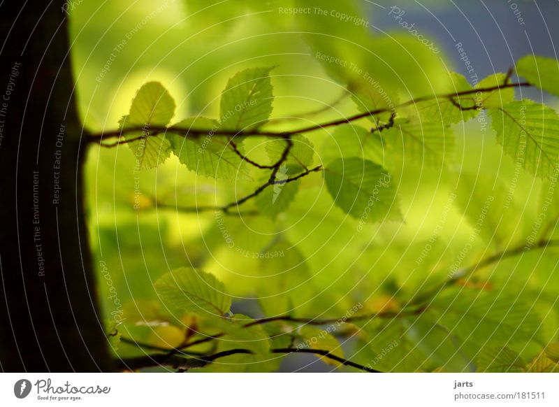grün Farbfoto Außenaufnahme Nahaufnahme Menschenleer Tag Licht Schatten Sonnenlicht Starke Tiefenschärfe Zentralperspektive Umwelt Natur Sommer Herbst Klima