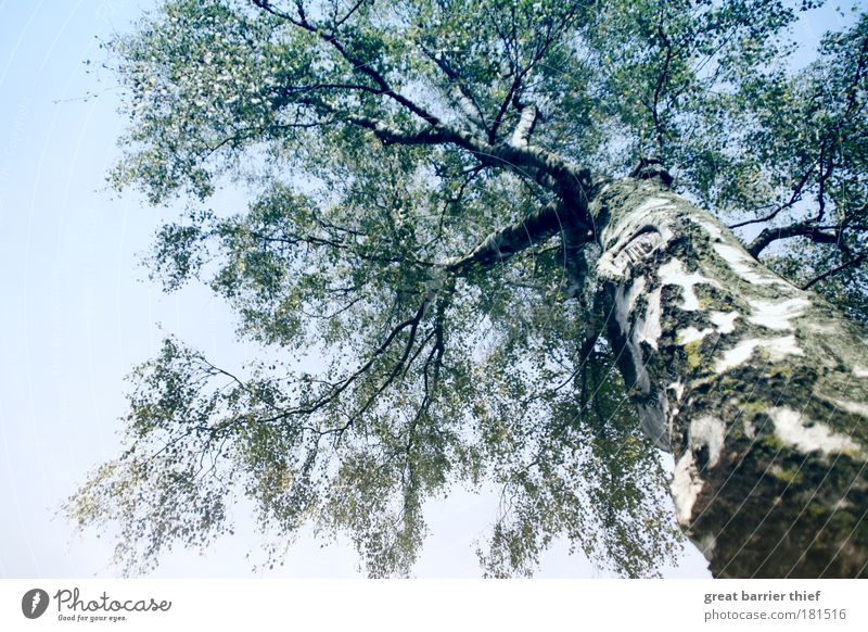 Birkenmeer Farbfoto Außenaufnahme Nahaufnahme Menschenleer Kontrast Natur Herbst Baum Holz berühren elegant fest gigantisch groß saftig Sauberkeit blau