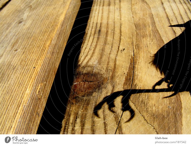 auf grossem fuss gelebt... Farbfoto Außenaufnahme Nahaufnahme Morgen Licht Schatten Kontrast Sonnenlicht Vogelperspektive Tierporträt Wildtier Totes Tier Fell