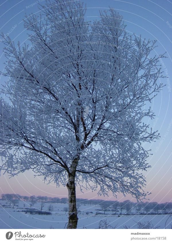 Winterbaum Baum kalt winterbaum Landschaft