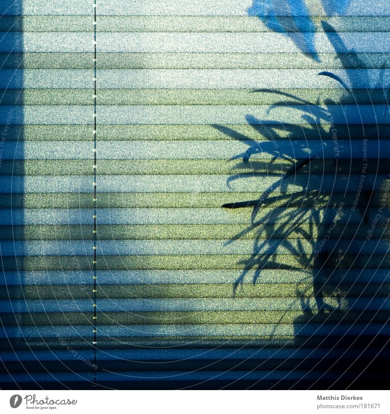 Zimmerpflanze und Window Color Farbfoto Innenaufnahme Menschenleer Textfreiraum links Morgen Tag Licht Schatten Kontrast Silhouette Gegenlicht