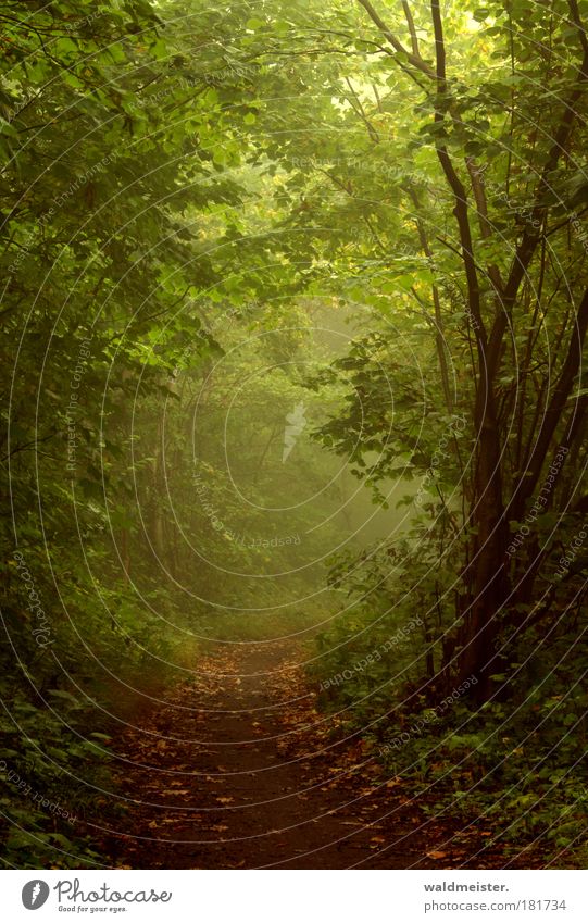 Herbstnebelwald Farbfoto Außenaufnahme Morgen Natur Pflanze Nebel Baum Wald Urwald Erholung natürlich grün ruhig Märchenwald Romantik feucht kalt fantastisch