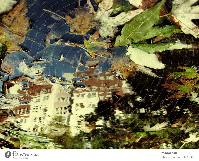 12.10.2009 Berlin: Regenallergie Farbfoto mehrfarbig Außenaufnahme Experiment abstrakt Muster Strukturen & Formen Tag Reflexion & Spiegelung Umwelt Natur