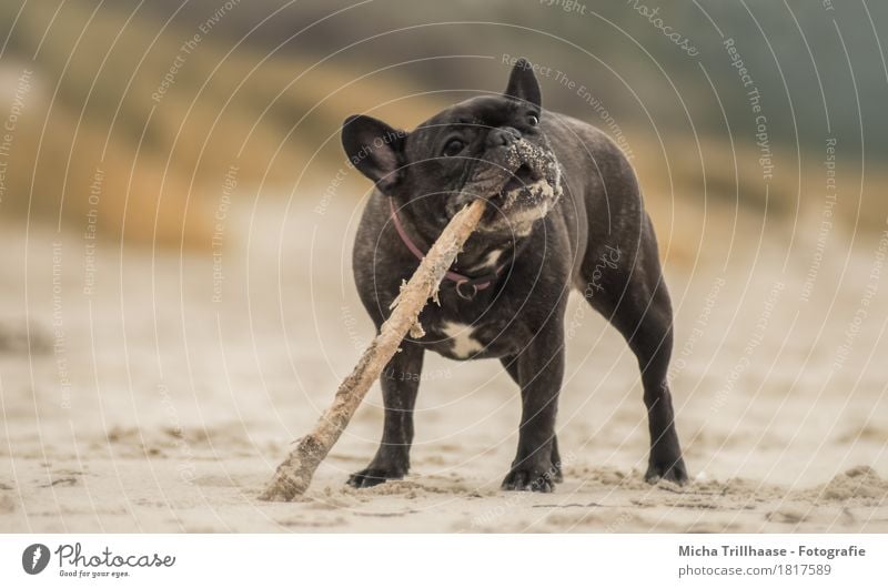 Französische Bulldogge mit Stöckchen am Strand Natur Erde Sand Tier Haustier Hund Tiergesicht Fell Krallen Pfote französische 1 Holz Fressen Spielen stehen