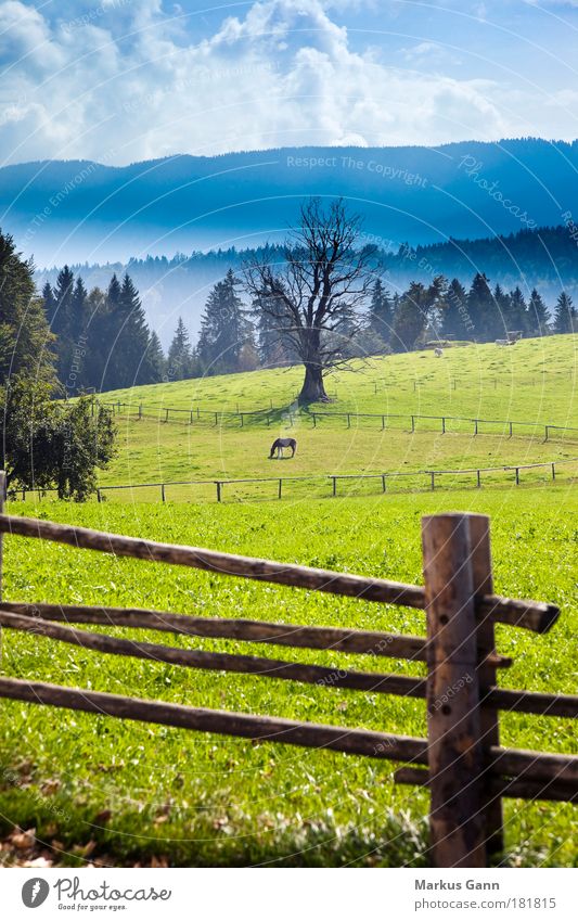 Pferdekoppel Wiese Einsamkeit Tier Natur Farbfoto Farbe vertikal grün Baum Herbst Nebel Berge u. Gebirge Wolken Tiefenschärfe Wald Weide Kuh Balken Zaun Ferne