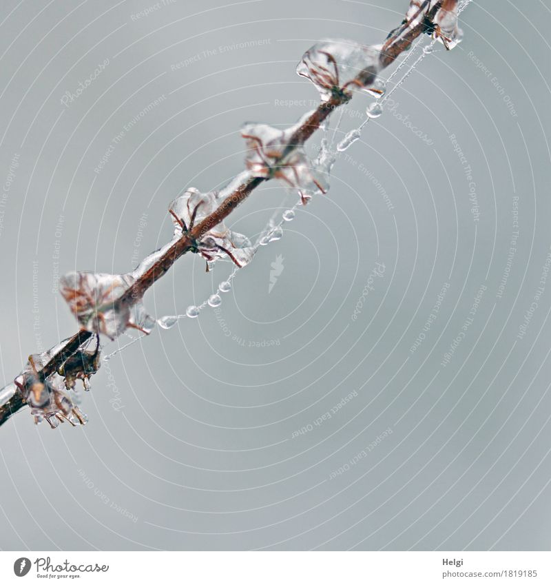 Eisperlen Umwelt Natur Pflanze Winter Frost Wildpflanze Stengel Feld festhalten frieren hängen ästhetisch außergewöhnlich kalt klein natürlich braun grau weiß