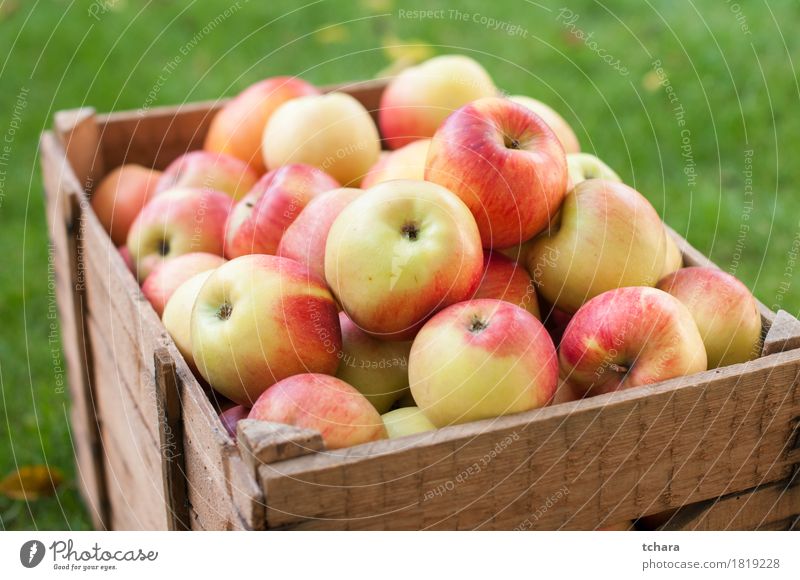 Äpfel Apfel Diät Sommer Garten Herbst Gras Holz alt frisch natürlich gelb rot Kiste Kasten reif Lebensmittel Gesundheit organisch produzieren Hintergrund