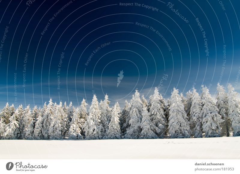 Schneefallgrenze 400 Meter Textfreiraum oben Textfreiraum Mitte Sonnenlicht Weitwinkel Himmel Wolkenloser Himmel Winter Schönes Wetter Eis Frost Baum Wald kalt