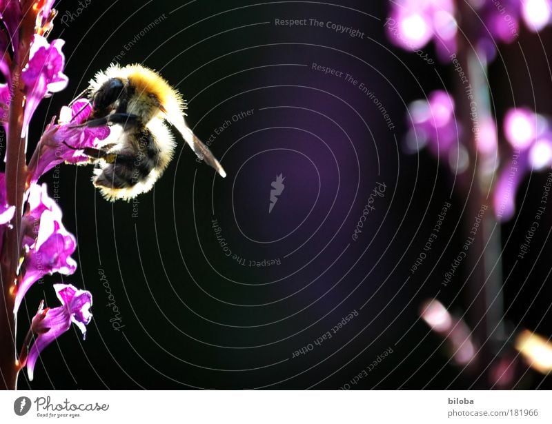 Ende Sommer und immer noch Bienen... Farbfoto mehrfarbig Außenaufnahme Nahaufnahme Menschenleer Textfreiraum rechts Textfreiraum Mitte Unschärfe