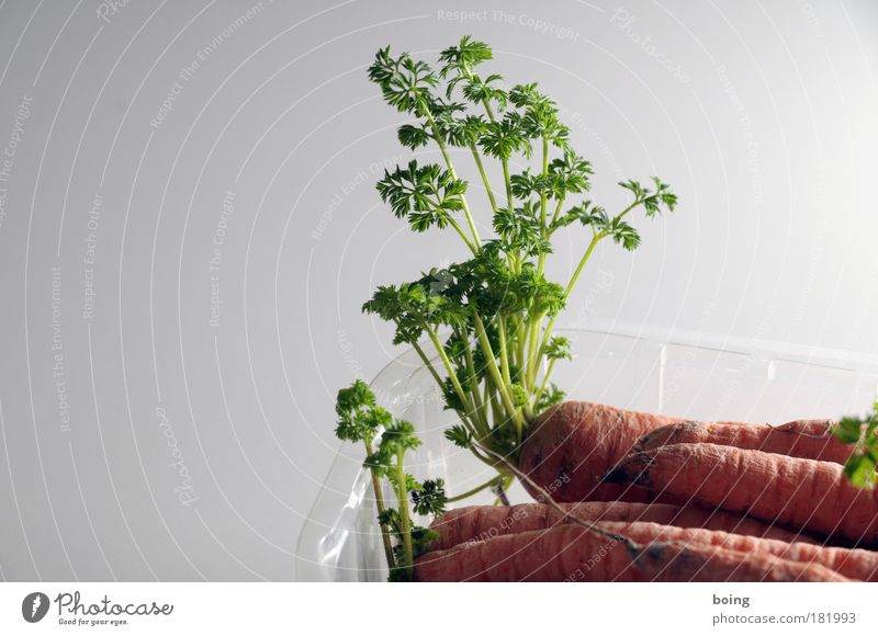 Kühlschrankschattengewächs Farbfoto Lebensmittel Gemüse Ernährung Vegetarische Ernährung Häusliches Leben Wohnung Zimmerpflanze Gartenarbeit Gärtner Gastronomie
