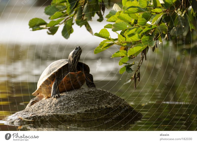 Chilled Kröte Farbfoto Außenaufnahme Menschenleer Tag Tierporträt Profil geschlossene Augen Wohlgefühl Zufriedenheit Erholung ruhig Umwelt Natur Wasser