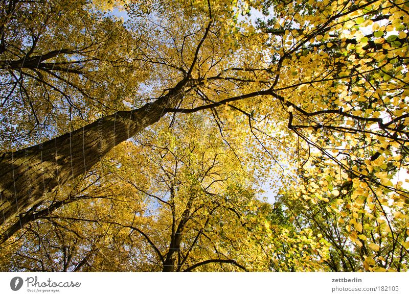 Goldener Dings Baum Blatt Herbst gold hell Sonne Park Baumstamm Ast Zweig goldener herbst Herbstlaub Wald Laubwald Schönes Wetter