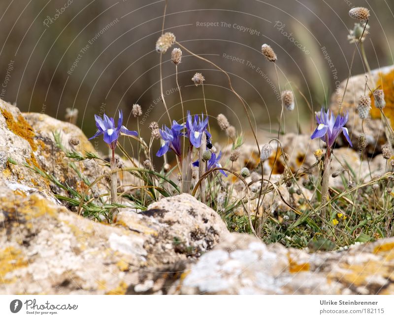 Wildwachsende Schwertlilienart (Iris) auf Sardinien Umwelt Natur Pflanze Erde Frühling Wildpflanze Liliengewächse Felsen Küste Stein ästhetisch bedrohlich Duft