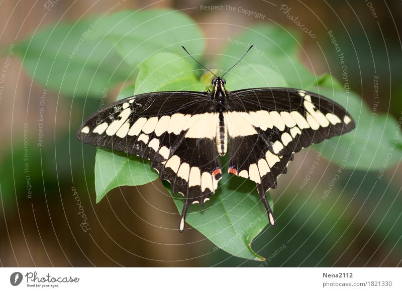 Wie ein Lächeln... Umwelt Natur Tier Schmetterling 1 weich schwarz weiß Insekt zerbrechlich ruhig Farbfoto Nahaufnahme Detailaufnahme Makroaufnahme Menschenleer