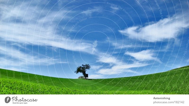 in der Mitte der Wiese.. Umwelt Natur Landschaft Luft Himmel Wolken Sommer Wetter Schönes Wetter Pflanze Baum Gras Hügel stehen Wachstum hell schön weich blau