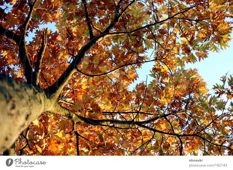 Pflichtaufgabe (by carl) Farbfoto mehrfarbig Außenaufnahme Tag Licht Kontrast Sonnenlicht Froschperspektive Umwelt Natur Pflanze Himmel Herbst Schönes Wetter