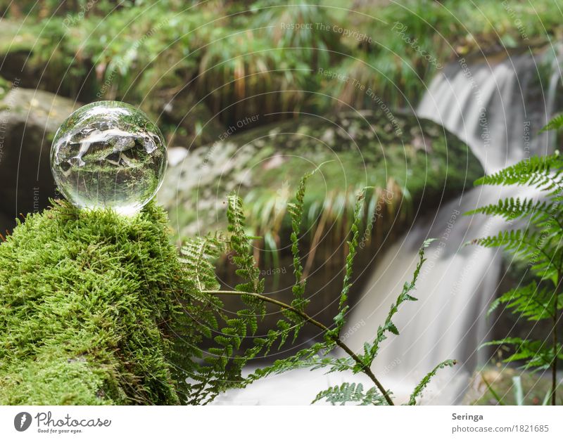 Steinerne Renne durch die Kugel Umwelt Natur Landschaft Pflanze Tier Sommer Herbst Moos Farn Flussufer See Bach Wasserfall Glas Bewegung Harz Wernigerode grün