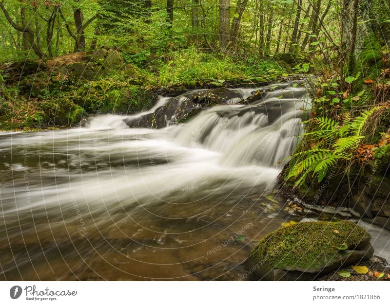 Selke Wasserfall - Harz Umwelt Natur Landschaft Pflanze Tier Sommer Herbst Flussufer Bach entdecken Erholung Wald Farbfoto mehrfarbig Außenaufnahme Menschenleer