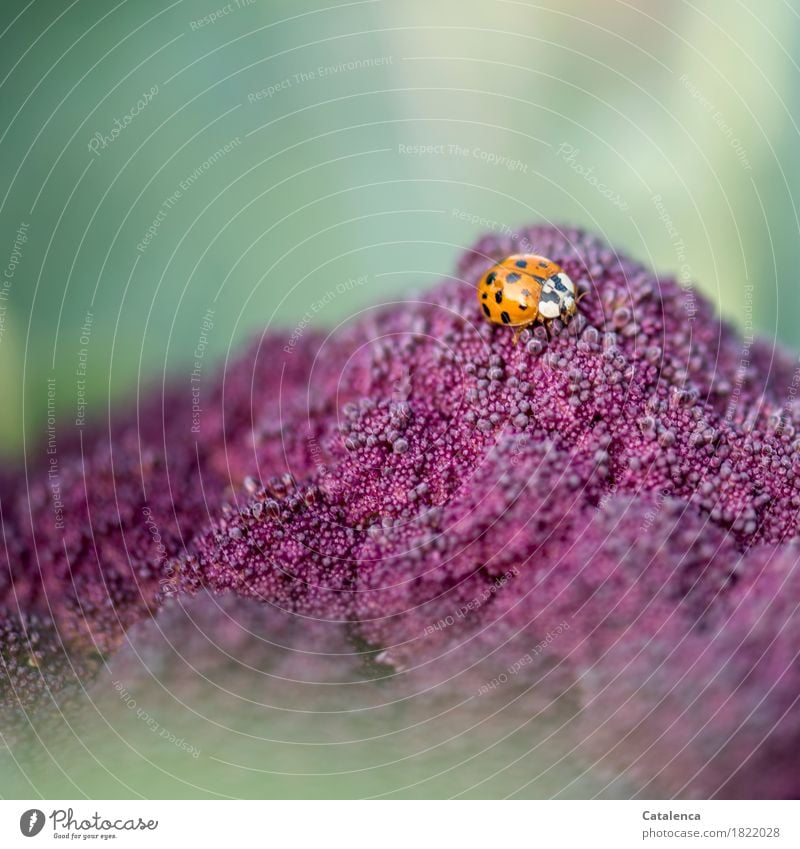 Auf Blattlaussuche, Marienkäfer auf lila Blumenkohl Natur Pflanze Tier Herbst Nutzpflanze Käfer 1 Bewegung fliegen Fressen krabbeln verblüht frisch Gesundheit