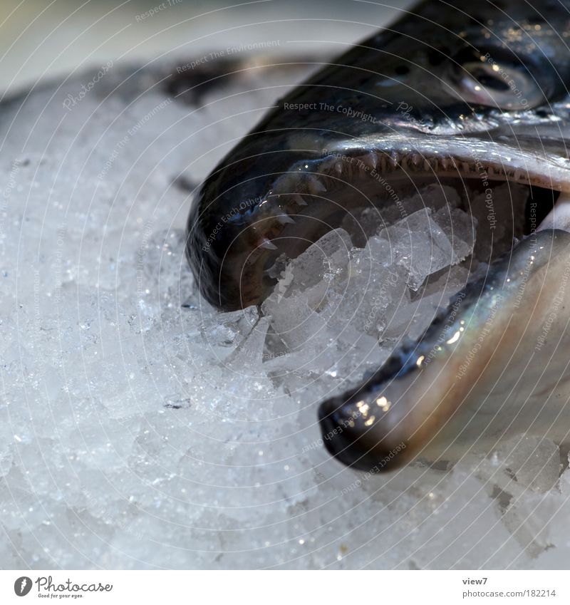 Eisfisch Farbfoto Gedeckte Farben Detailaufnahme Menschenleer Textfreiraum links Schwache Tiefenschärfe Blick Fisch Totes Tier 1 kalt nass Sauberkeit grau