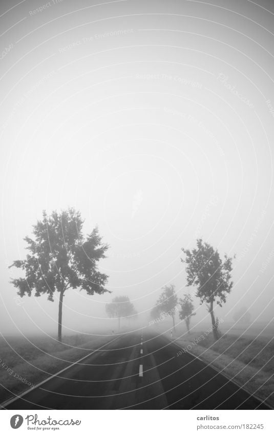 Reise ins Nichts Schwarzweißfoto Textfreiraum oben Hintergrund neutral Morgendämmerung Schwache Tiefenschärfe Weitwinkel Landschaft Herbst Nebel Baum