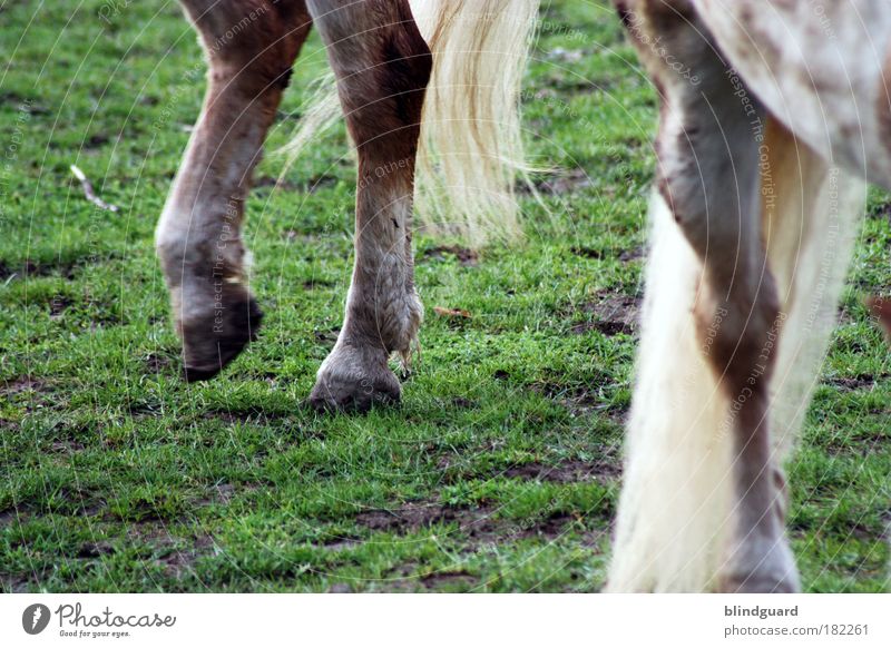Legs Farbfoto Außenaufnahme Detailaufnahme Menschenleer Textfreiraum links Textfreiraum unten Tag Reiten Wiese Nutztier Pferd 2 Tier Tierfamilie gehen laufen