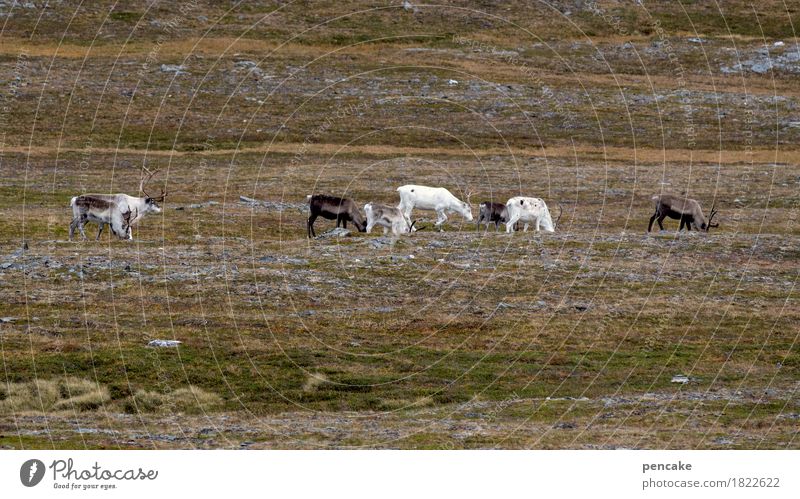 genügsam Natur Landschaft Urelemente Erde Herbst Moos Wildtier Tiergruppe Fressen Rentier Nordkap Norwegen Fjäll Flechten weiß braun scheckig Körperfett