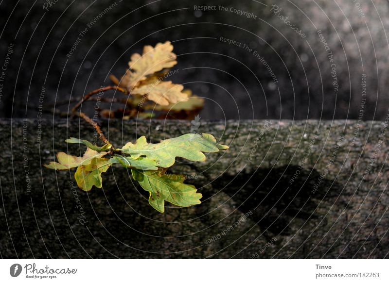 Übergang Farbfoto Außenaufnahme Nahaufnahme Textfreiraum rechts Morgen Licht Schatten Sonnenlicht Natur Herbst Pflanze Baum Blatt alt liegen dehydrieren dunkel