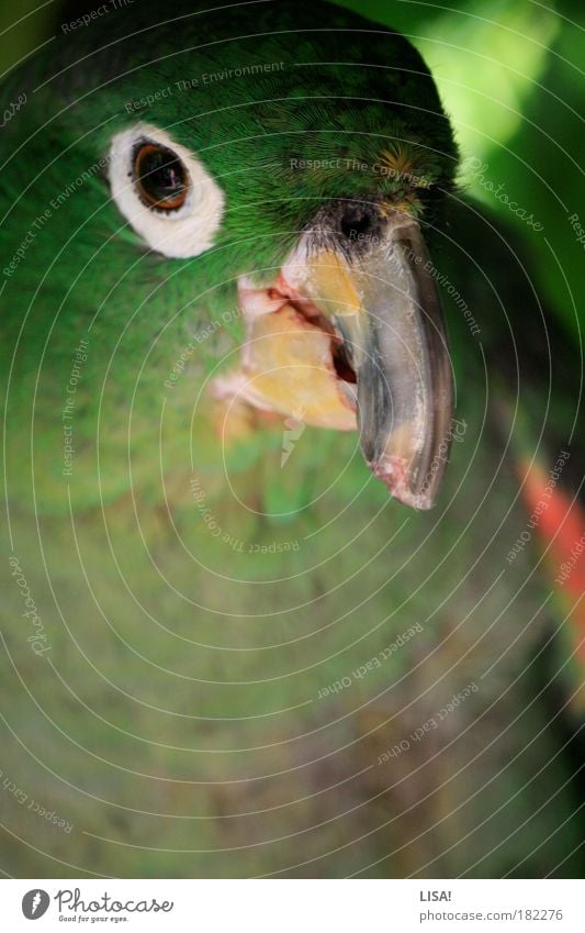 rokko Tier Haustier Wildtier Tiergesicht Flügel Papageienvogel Feder Schnabel 1 beobachten entdecken Blick sitzen alt natürlich mehrfarbig gelb grau grün rot
