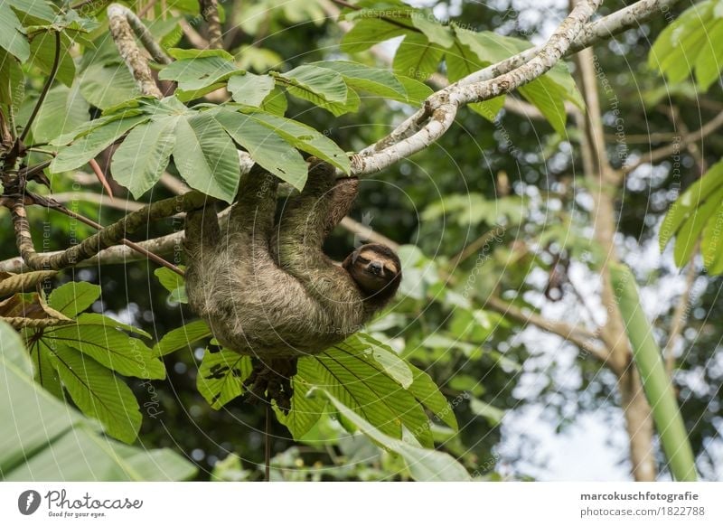 Faultier in Costa Rica 2 Natur Baum Moos Grünpflanze Wildpflanze Urwald Tier Wildtier Tiergesicht Krallen Pfote 1 festhalten genießen hängen Lächeln Blick