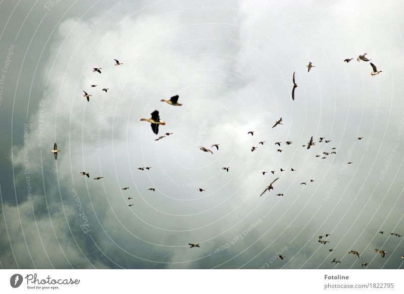 Himmelgewimmel Umwelt Natur Tier Wolken Gewitterwolken Herbst schlechtes Wetter Wildtier Vogel Flügel Schwarm dunkel Ferne frei natürlich grau Gans Wildgans