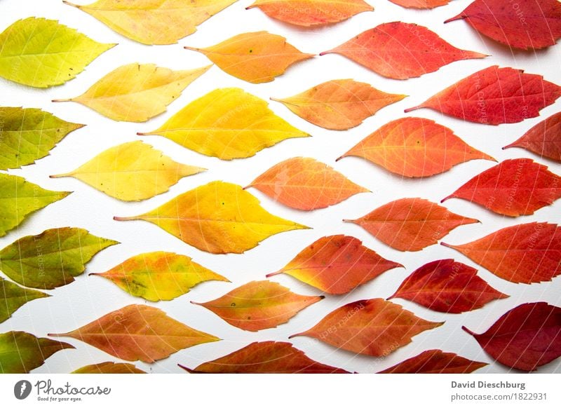 Color of autumn Natur Pflanze Herbst Schönes Wetter Blatt mehrfarbig gelb grün orange rot Querformat Strukturen & Formen Hintergrundbild graphisch Farbverlauf