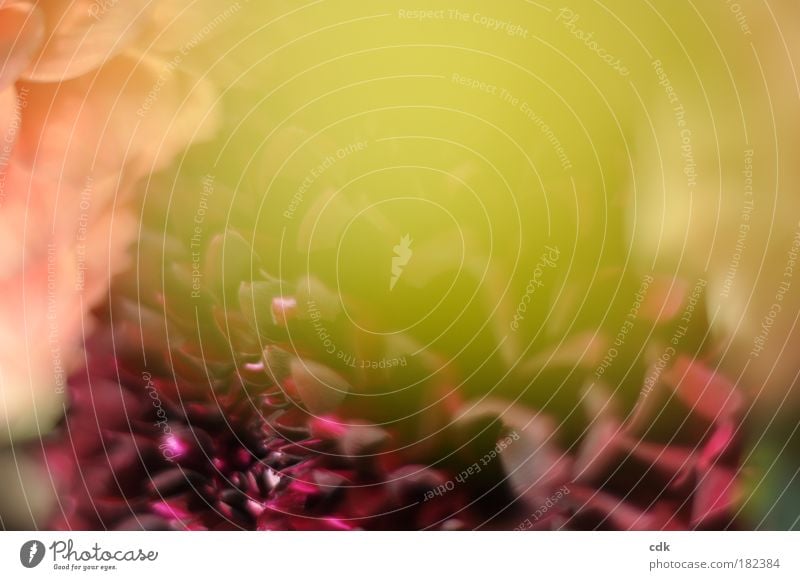 nostalgischer Blütenzauber Farbfoto Außenaufnahme Detailaufnahme Strukturen & Formen Menschenleer Textfreiraum oben Unschärfe Schwache Tiefenschärfe Natur