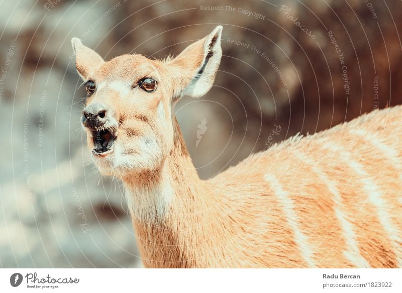 Sitatunga oder Marshbuck (Tragelaphus spekii) Antilope in Afrika Natur Tier Gras Park Wald Wildtier Tiergesicht 1 Freundlichkeit natürlich niedlich wild braun