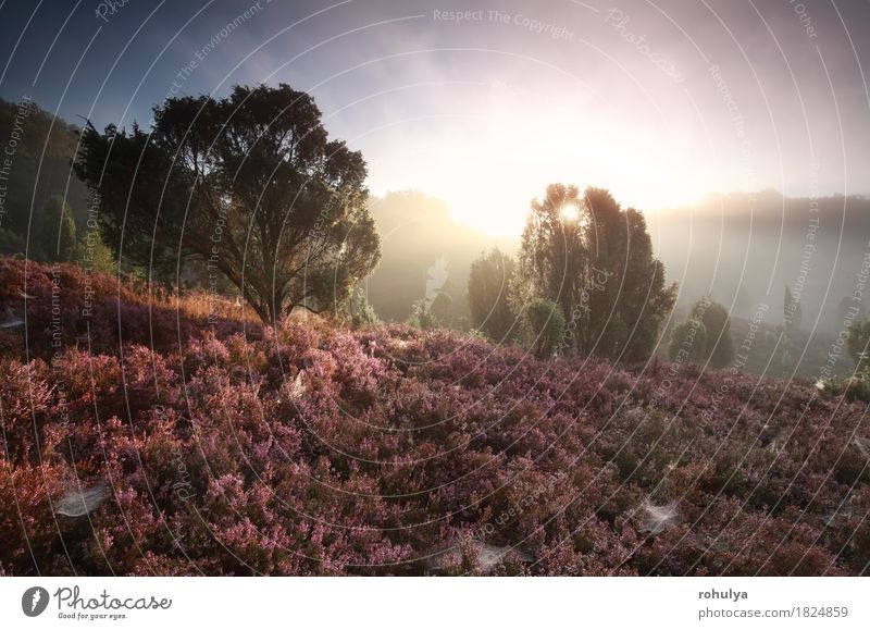nebligen Sonnenaufgang über Hügeln mit blühenden Heidekraut Sommer Berge u. Gebirge Natur Landschaft Himmel Herbst Nebel Baum Blume Blüte rosa Gelassenheit