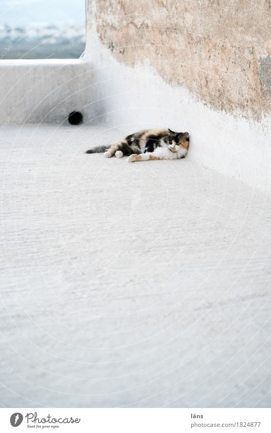 siesta Mauer Wand Fassade Tier Haustier Katze 1 beobachten liegen Zufriedenheit Coolness Wachsamkeit Vorsicht Gelassenheit geduldig Langeweile Trägheit bequem