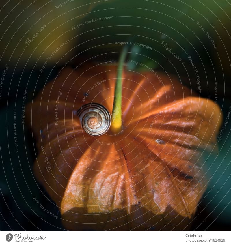Leerstehend, Schneckenhaus auf Physalis Pflanze Tier Herbst Lampionblume Garten 1 ästhetisch grün orange Stimmung Vergänglichkeit Wandel & Veränderung Farbfoto