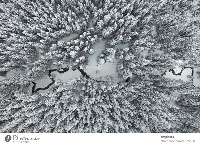 Luftaufnahme von verschneiten Kiefern und einem kleinen mäandrierenden Bach schön Schnee Berge u. Gebirge Umwelt Natur Landschaft Baum Park Wald Fluss