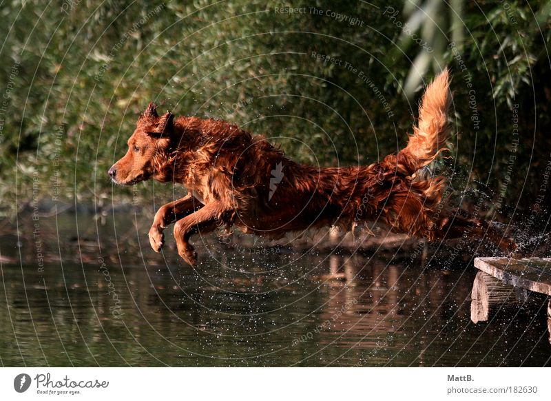 Jump! Farbfoto Außenaufnahme Menschenleer Reflexion & Spiegelung Sonnenlicht Bewegungsunschärfe Tierporträt Blick nach vorn Haustier Hund 1 Wasser Freude