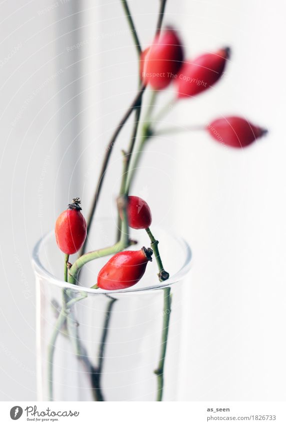 Red Rosehips Lifestyle Stil Design Wellness Leben harmonisch Dekoration & Verzierung Erntedankfest Umwelt Natur Herbst Pflanze Hagebutten Beeren Ast