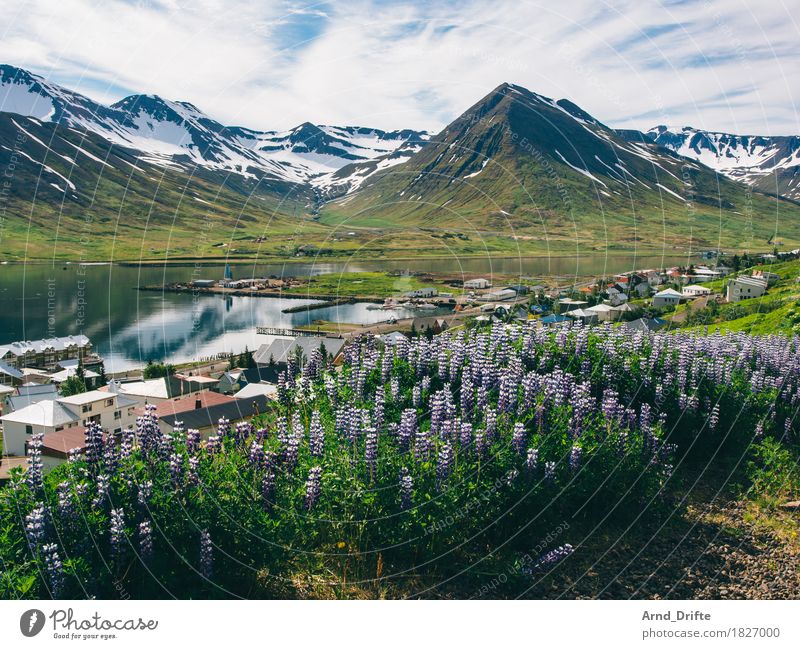 Siglufjörður - Island Ferien & Urlaub & Reisen Tourismus Ausflug Abenteuer Sightseeing Kreuzfahrt Natur Landschaft Pflanze Himmel Wolken Wetter Schönes Wetter