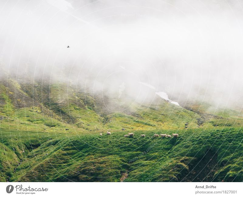 Schafe in Island Ferien & Urlaub & Reisen Ausflug Abenteuer Natur Landschaft Pflanze Tier Nebel Sträucher Moos Wiese Feld Hügel Felsen Berge u. Gebirge Bucht