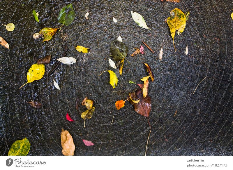 Blätter Blatt nass Herbst Asphalt Regen Regenwasser Herbstwetter Herbstlaub mehrfarbig Farbe kalt ungemütlich Textfreiraum Menschenleer glänzend