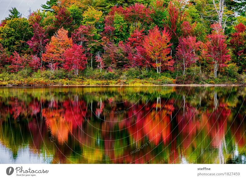 errötet Natur Landschaft Pflanze Herbst Baum außergewöhnlich Indian Summer Neuengland Maine Blätterdach Färbung Reflexion & Spiegelung Idylle Ahorn Farbfoto