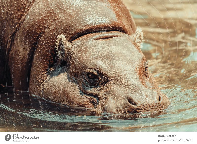 Gemeiner Nilpferd (Hippopotamus Amphibius) in Afrika Umwelt Natur Tier Wasser Sommer Fluss Wildtier Tiergesicht 1 Schwimmen & Baden Aggression bedrohlich