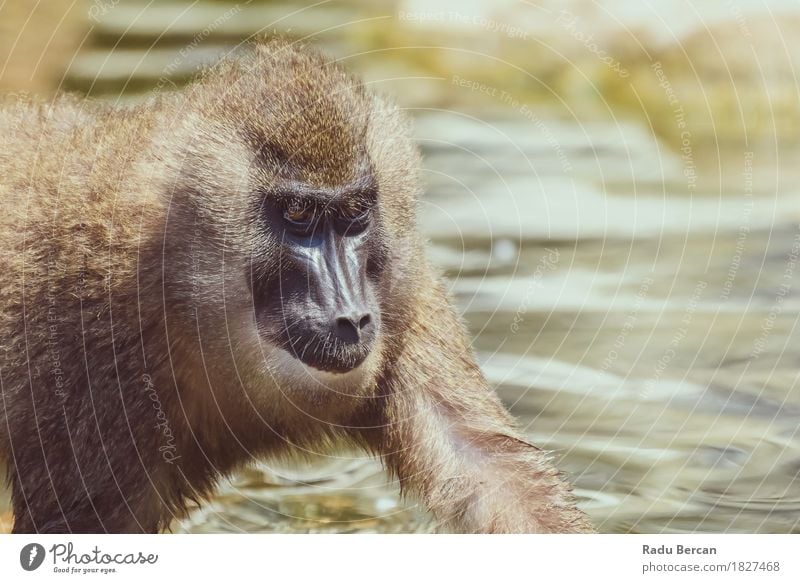 Baby-Drill-Affe (Mandrillus Leukophaeus) Natur Tier Wildtier Tiergesicht 1 Tierjunges laufen Fröhlichkeit Gesundheit Glück natürlich niedlich stark wild braun
